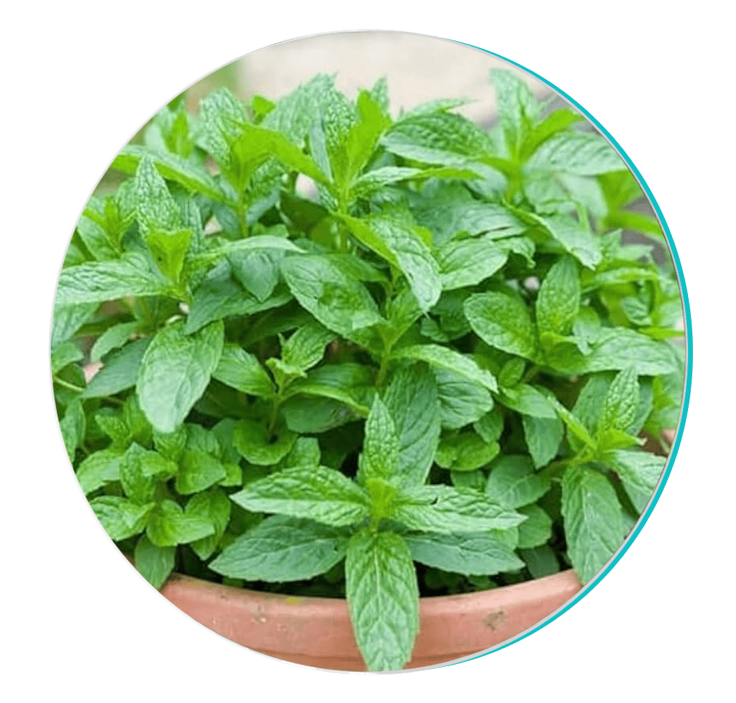 BioDentex ingredient Peppermint: