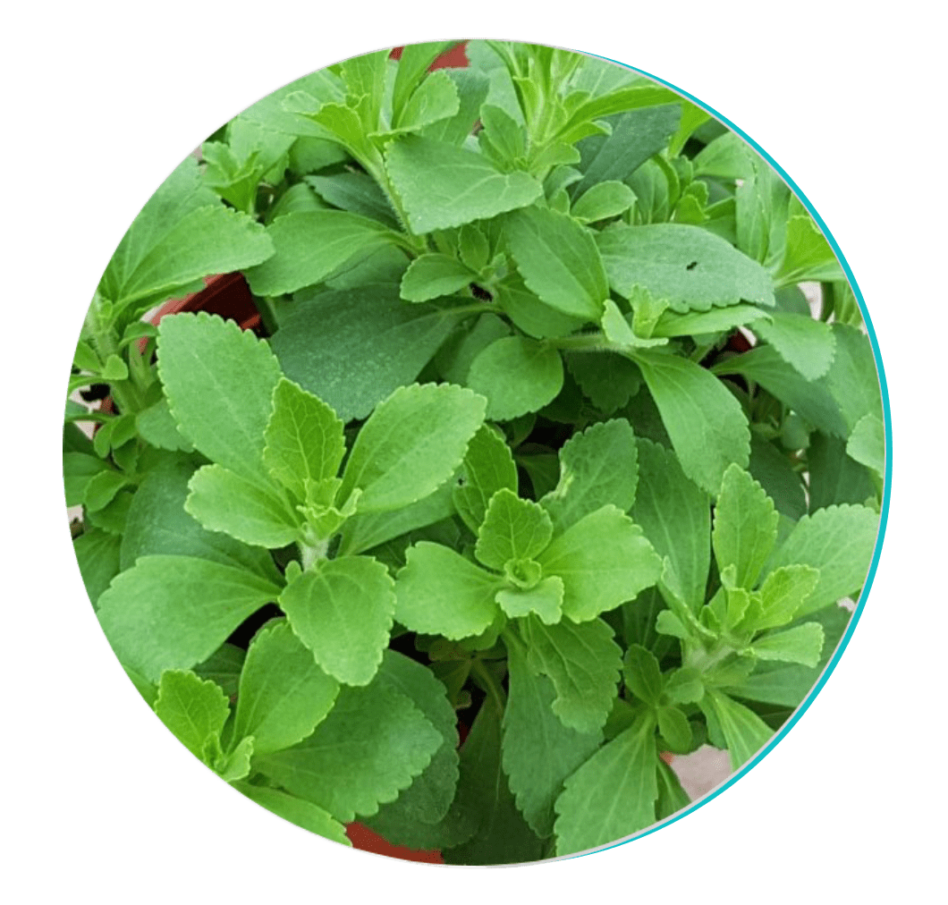BioDentex ingredient Stevia: